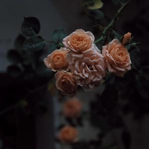 天天视频免费入口
